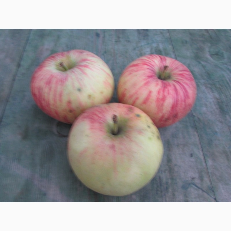Фото 11. Продам Яблоки с яблони, фрукты