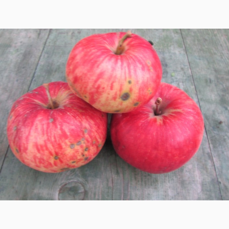 Фото 12. Продам Яблоки с яблони, фрукты