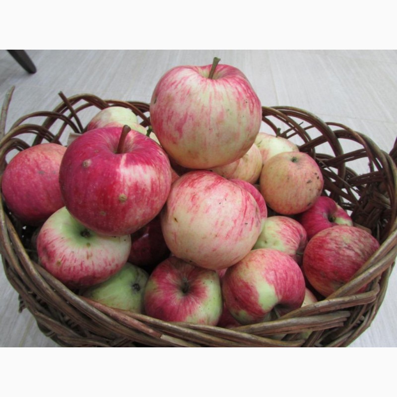 Фото 2. Продам Яблоки с яблони, фрукты