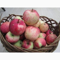 Продам Яблоки с яблони, фрукты