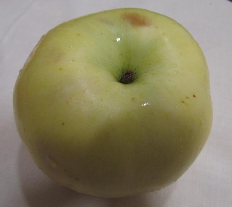 Фото 3. Продам Яблоки с яблони, фрукты