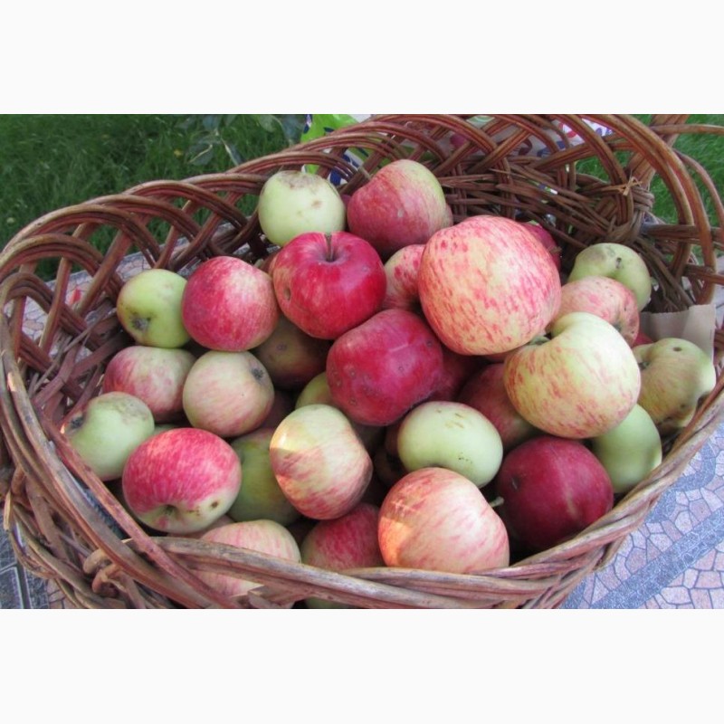 Фото 4. Продам Яблоки с яблони, фрукты