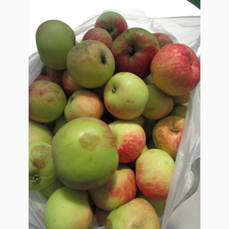 Фото 5. Продам Яблоки с яблони, фрукты