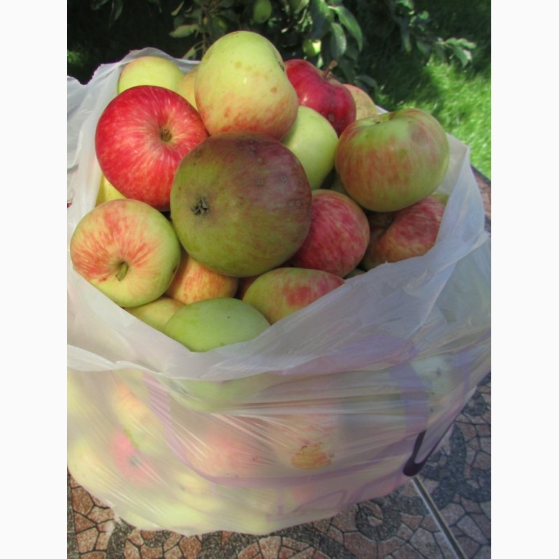 Фото 6. Продам Яблоки с яблони, фрукты