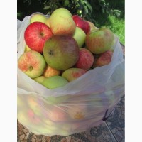 Продам Яблоки с яблони, фрукты