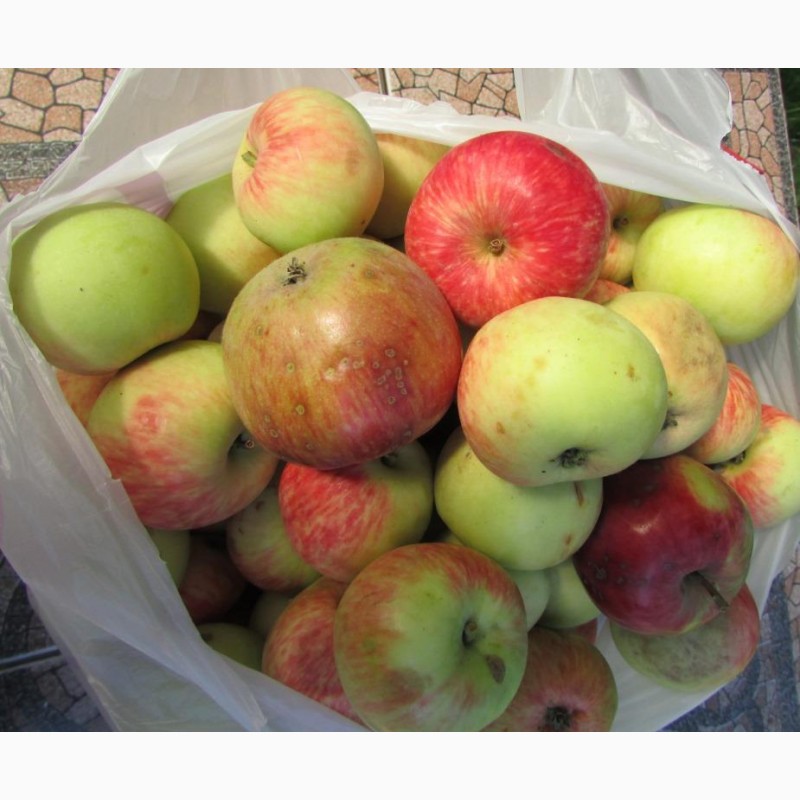 Фото 7. Продам Яблоки с яблони, фрукты