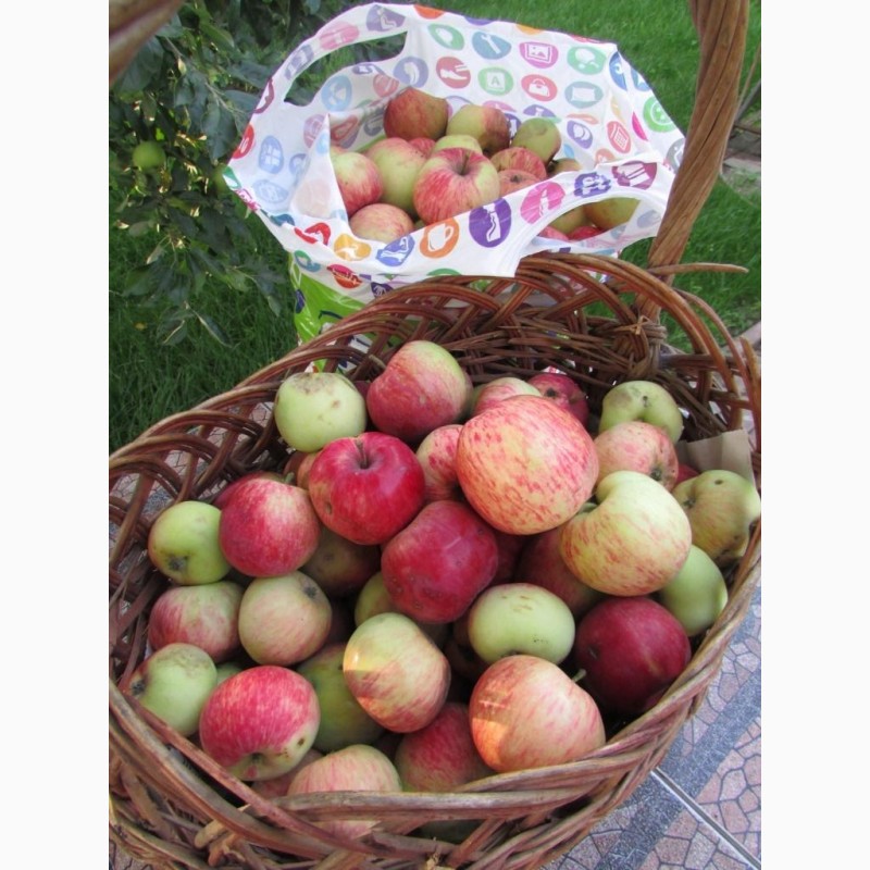 Фото 8. Продам Яблоки с яблони, фрукты