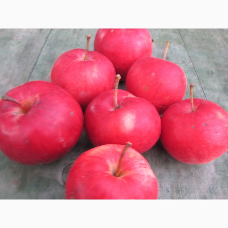 Фото 9. Продам Яблоки с яблони, фрукты