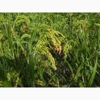 Семена суданской травы Анастасия ЭС/РС1