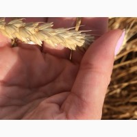 Семена озимой пшеницы сорт Лига 1 ЭС