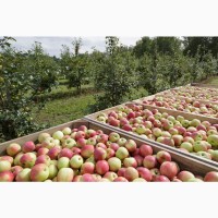Яблоки оптом из Краснодарского края, доставка по всей России