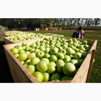 Яблоки оптом из Краснодарского края, доставка по всей России