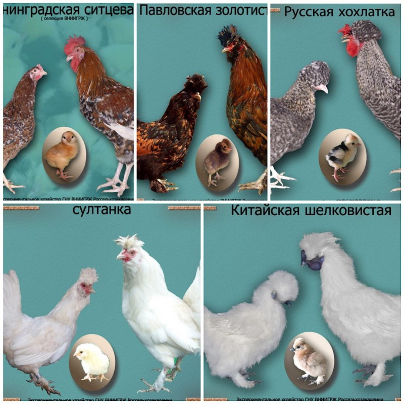 Инкубационное яйцо кур 41 порода из Генофонда Питер. Доставка в регионы