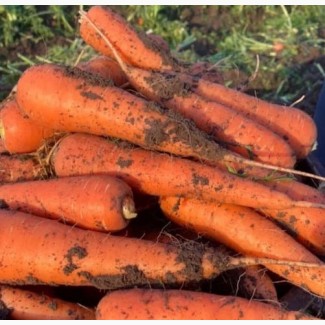 Реализуем морковь, сорт Абако