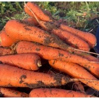 Реализуем морковь, сорт Абако