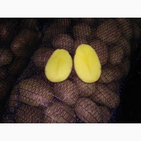 Картофель оптом, сорта Коломбо, Ривьера, Скарлет со склада ФХ от 20р/кг