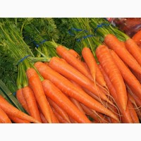 Морковь оптом от 20 тонн
