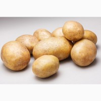 Семенной картофель Ривьера РС1 оптом от 3000кг от производителя