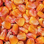 Семена Кукурузы Краснодарский 385 МВ, Краснодарский 291 АМВ, Краснодарский 377 АМВ