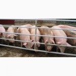 Свиньи от 90-120кг(оптом)