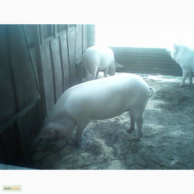 Фото 2. Свиньи живым весом