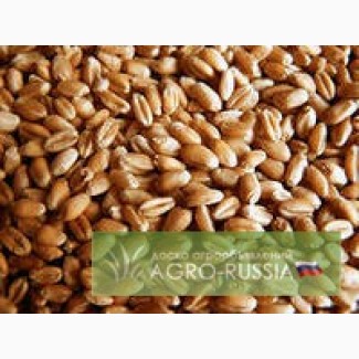 Семена озимой пшеницы. Урожай 2021 года