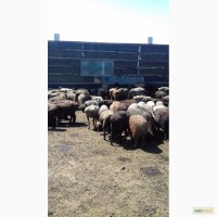 Продам овец эдильбаевской породы