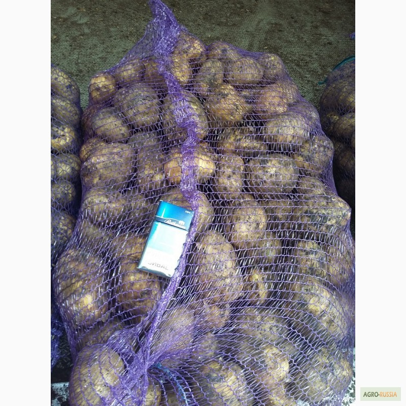 Фото 4. Продажа картофеля оптом