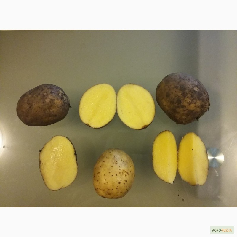Фото 5. Продажа картофеля оптом