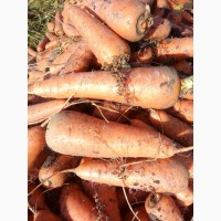 Продаем морковь сорта КАРДОБА и АБАКА