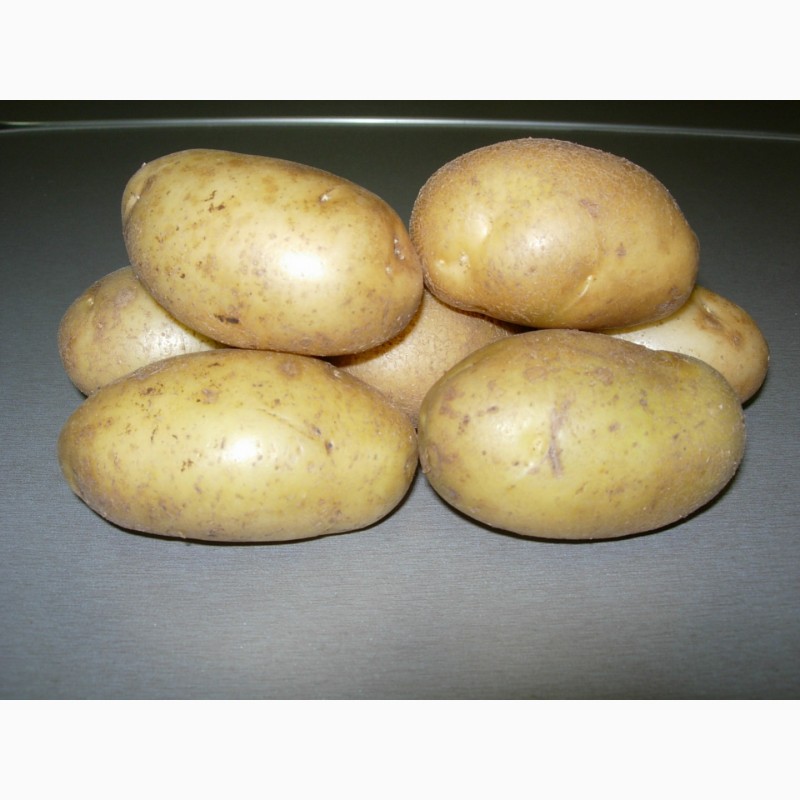 Продам/ семенной картофель на посадку в 2020 году, Чувашская .