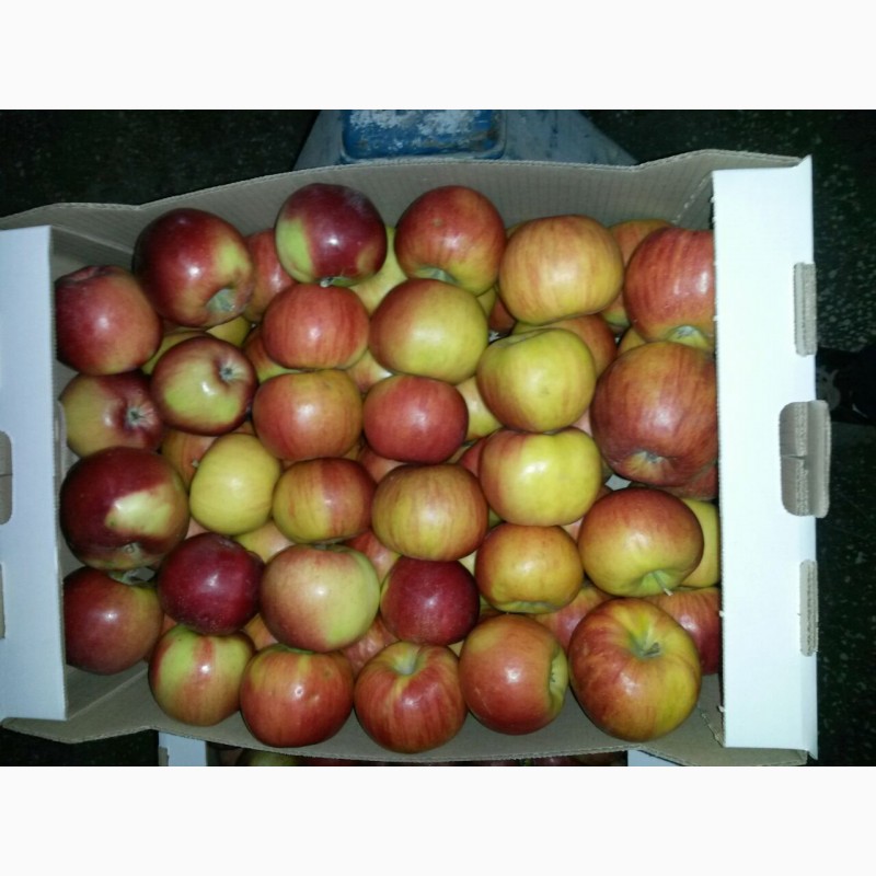 Фото 2. Продаются яблоки