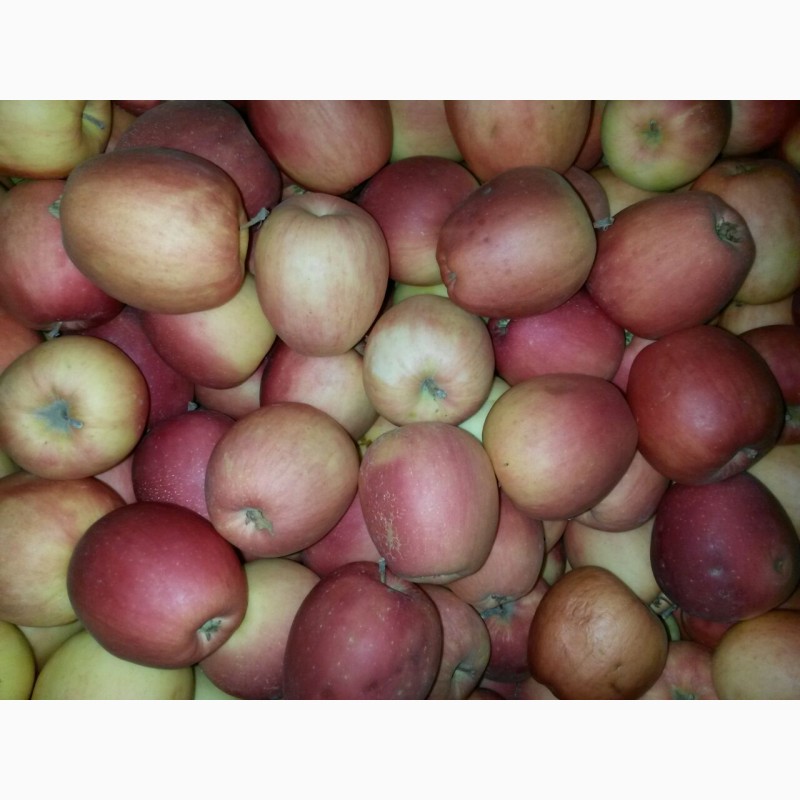 Фото 3. Продаются яблоки