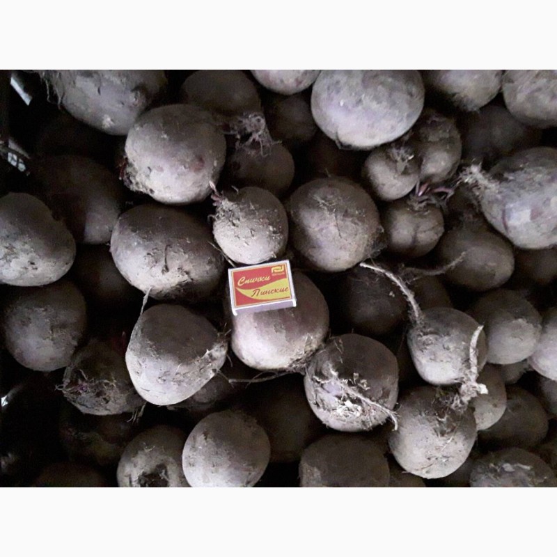 Фото 6. Продам продовольственный картофель оптом