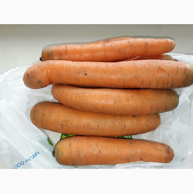 Фото 7. Продам продовольственный картофель оптом
