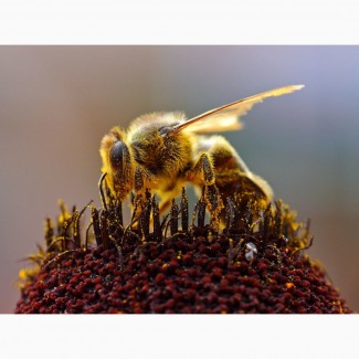 Продам пчел Крым