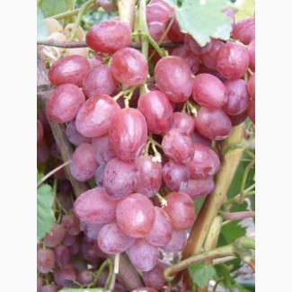Посадочный материал (саженцы) винограда