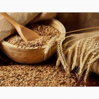 Семена озимой пшеницы и озимого ячменя урожая 2018 г