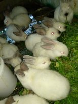 Фото 5. Продам кроликов любого возраста