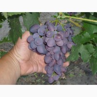 Продам экологически чистый Виноград с пойменных земель