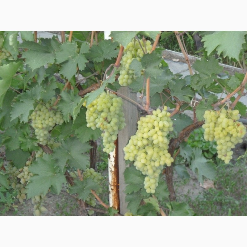 Фото 2. Продам экологически чистый Виноград с пойменных земель