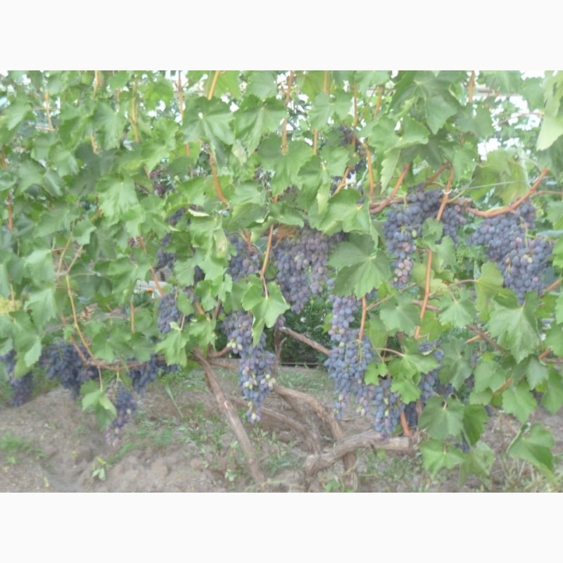 Фото 3. Продам экологически чистый Виноград с пойменных земель