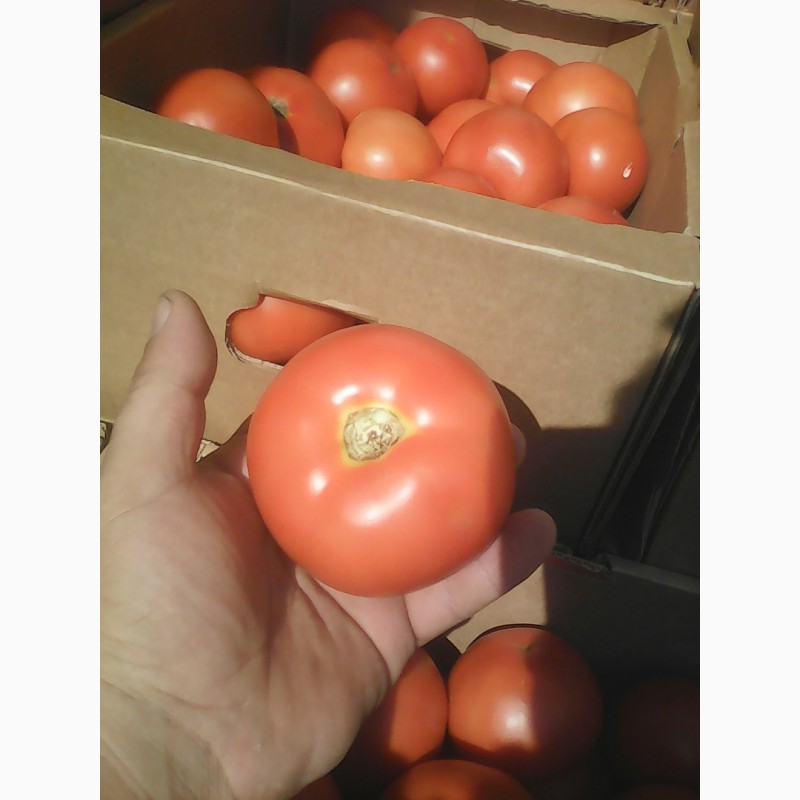 Фото 3. Продам томат