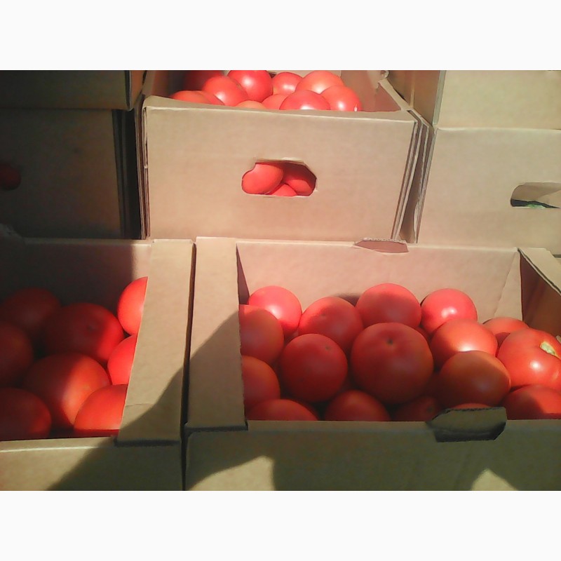 Фото 4. Продам томат