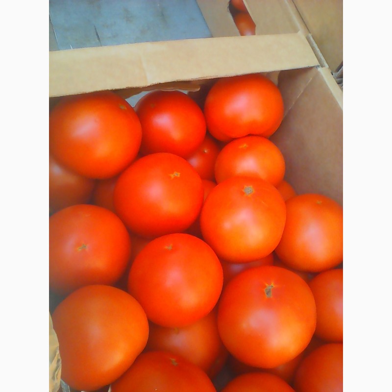 Фото 5. Продам томат