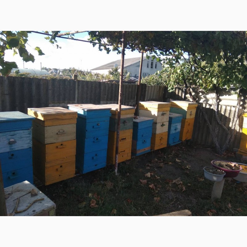 Фото 2. Продам пчел(карптская) в ульях (3-4 корпуса)срочно
