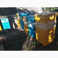 Продам пчел(карптская) в ульях (3-4 корпуса)срочно