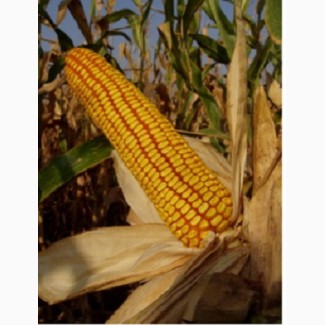 Cемена гибридной кукурузы Краснодарский 291 АМВ