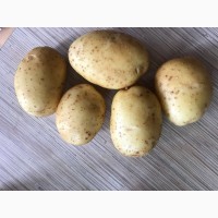 Картофель оптом 5+ 9р/кг
