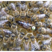 Пчелопакеты CARNICA 2019